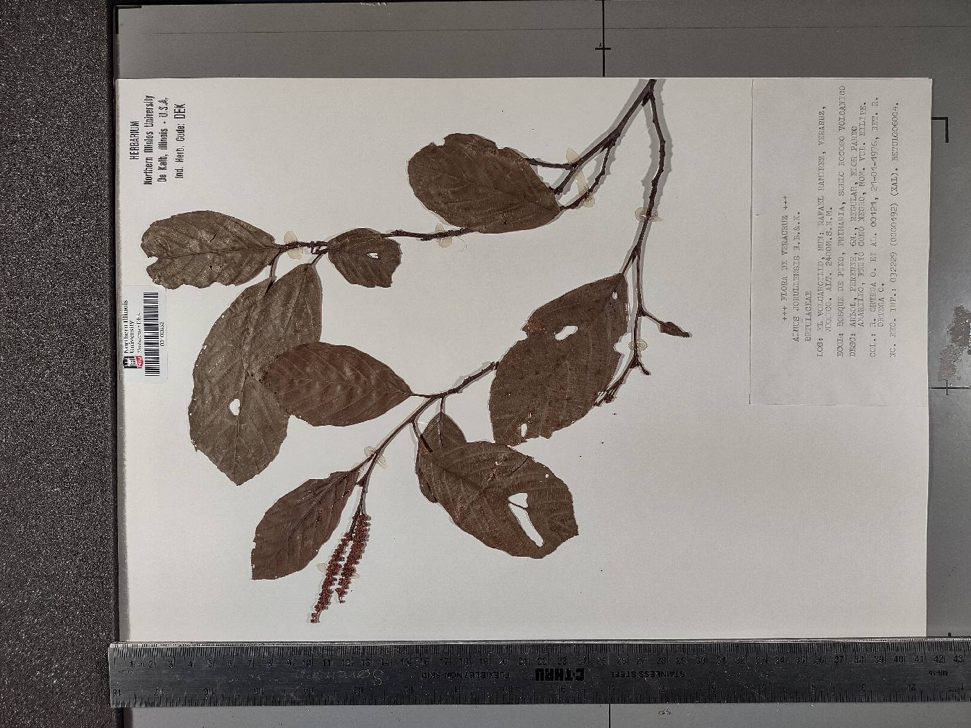 Alnus jorullensis image
