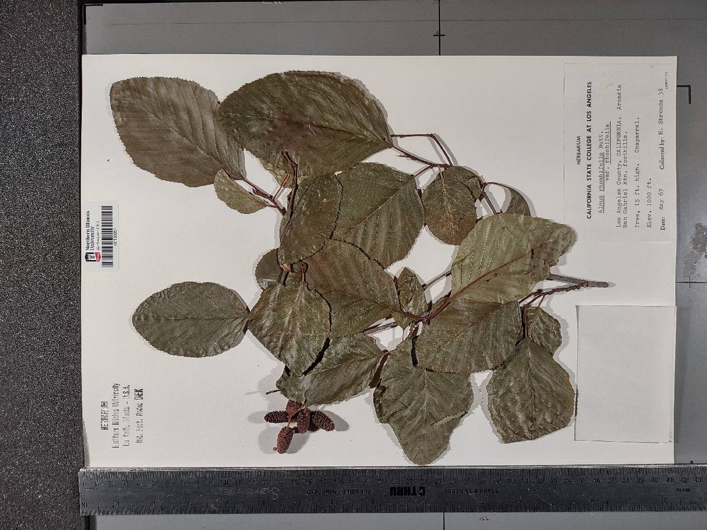 Alnus rhombifolia var. rhombifolia image