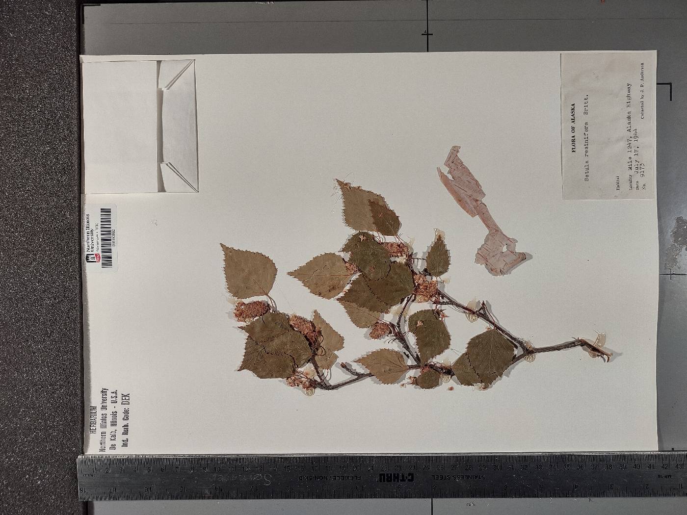 Betula pendula subsp. mandshurica image