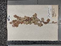 Betula × sandbergii image