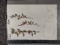 Betula tianschanica image