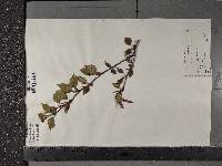 Betula tianschanica image