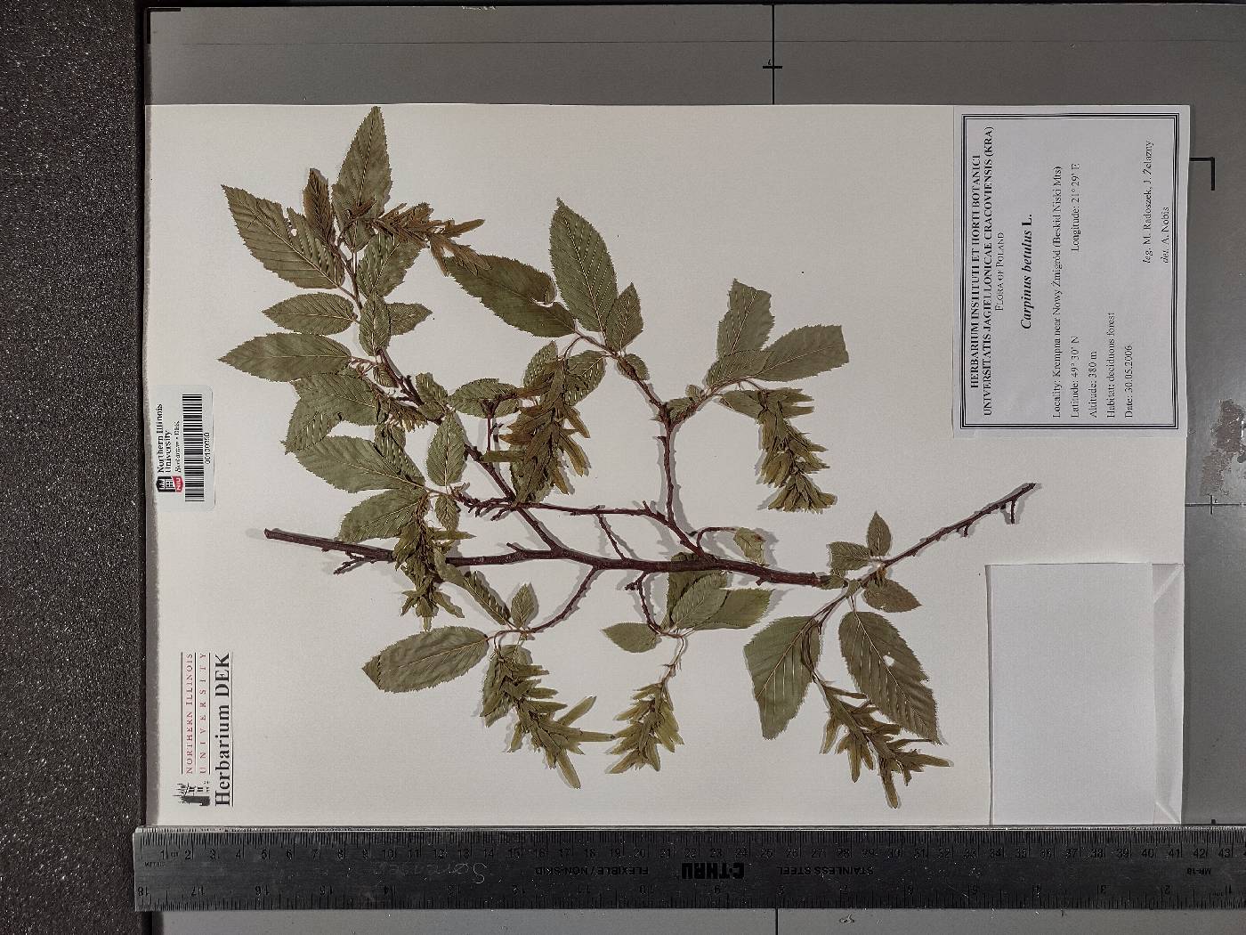 Carpinus betulus image