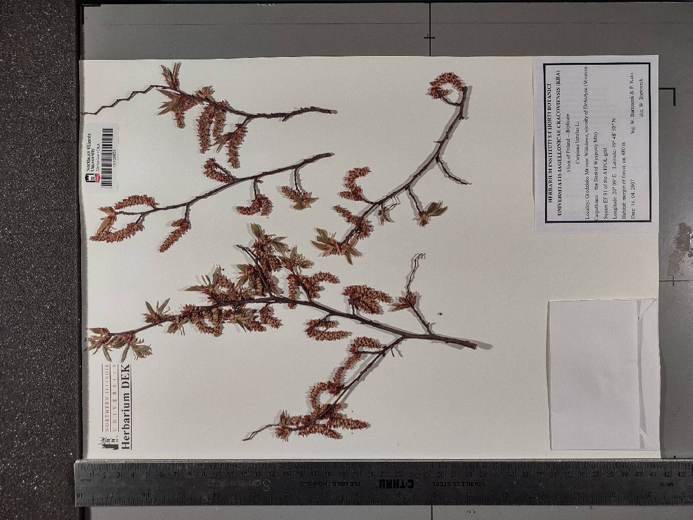 Carpinus betulus image