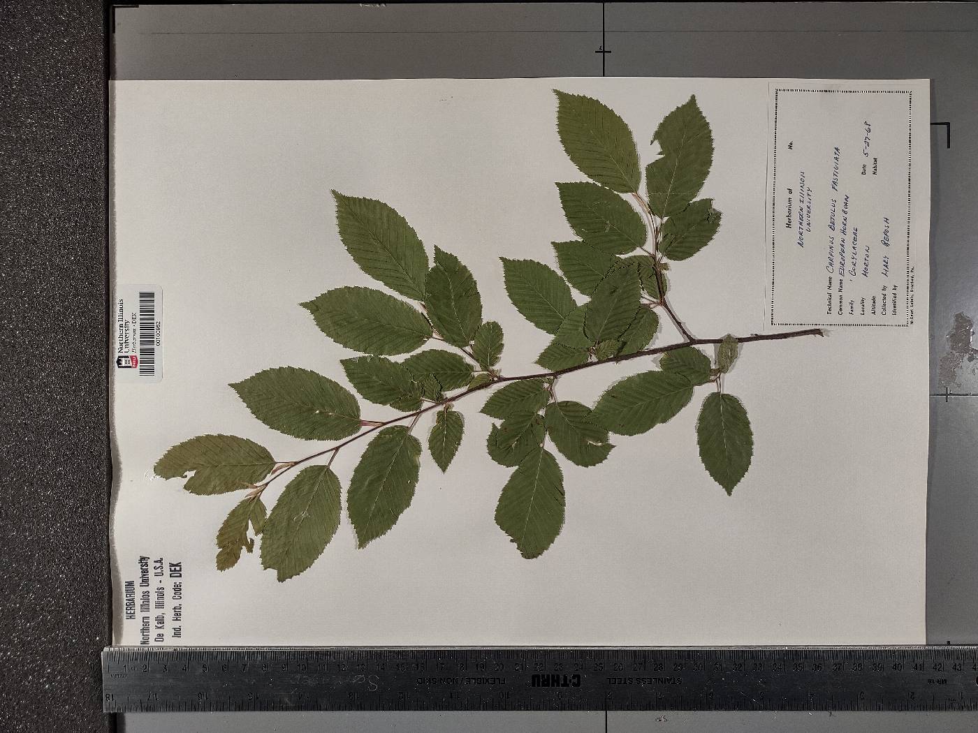 Carpinus betulus image