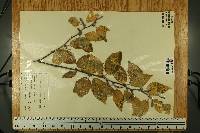 Betula lutea image