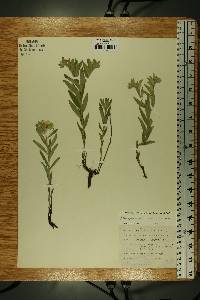 Lithospermum croceum image
