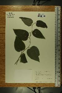 Smilax tamnoides image