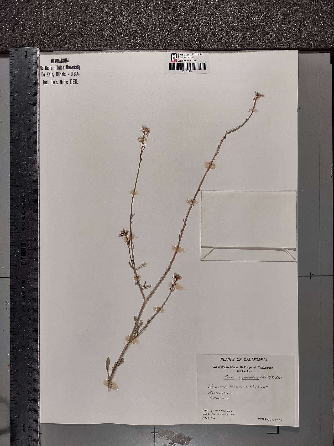 Hirschfeldia incana subsp. geniculata image