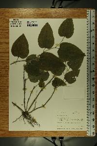 Smilax tamnoides image