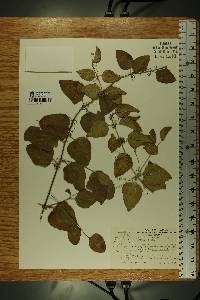 Smilax tamnoides image