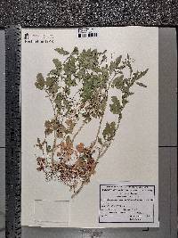 Cardamine amara image