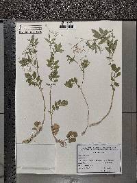 Cardamine amara image