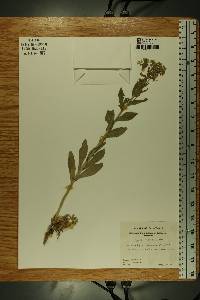 Lepidium draba image