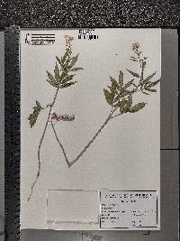 Cardamine bulbifera image