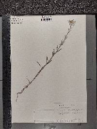 Erysimum repandum image