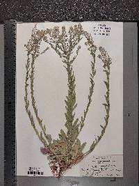 Lepidium campestre image