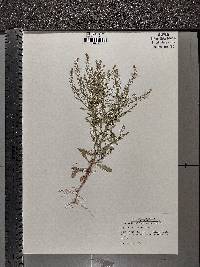 Lepidium densiflorum image