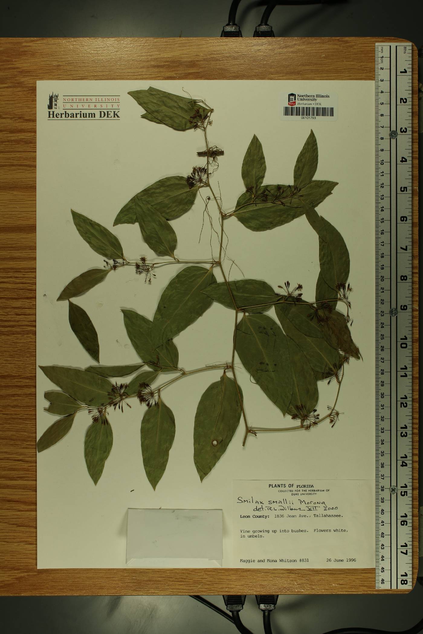 Smilax maritima image