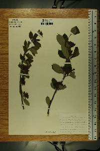 Calycanthus floridus image