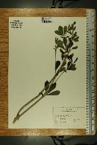 Baptisia australis image