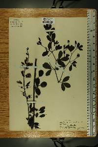 Baptisia alba var. macrophylla image