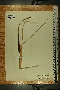 Typha angustifolia image