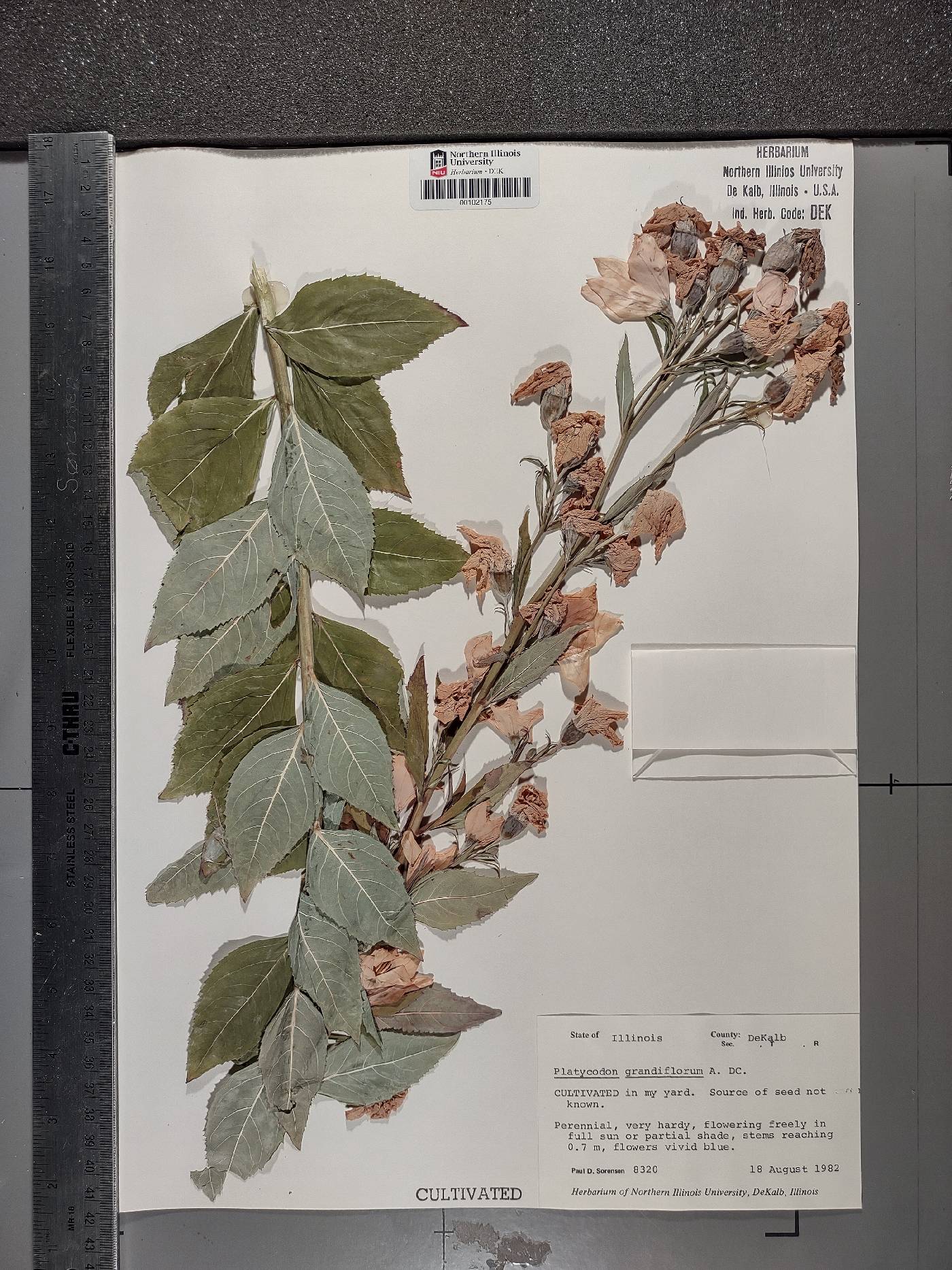 Platycodon grandiflorus image