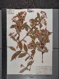 Deutzia glabrata image