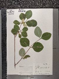 Lonicera dioica image