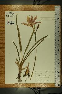 Hemerocallis fulva image