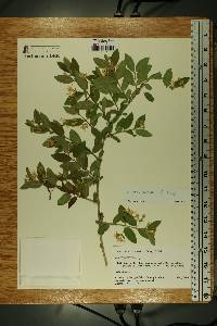 Lonicera morrowii image