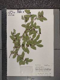 Lonicera xylosteum image