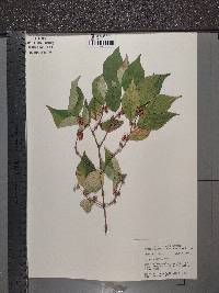 Lonicera maackii image