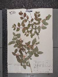 Lonicera tatarica image