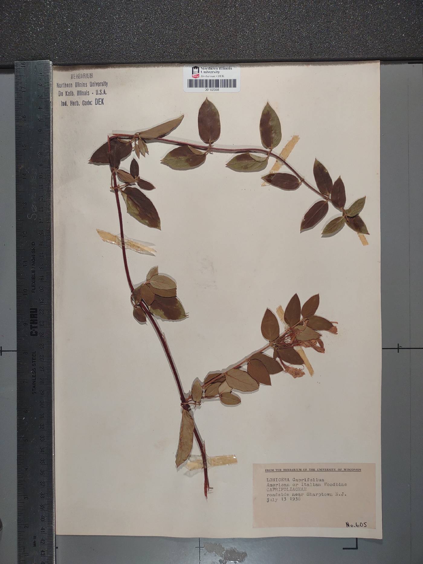 Lonicera caprifolium image