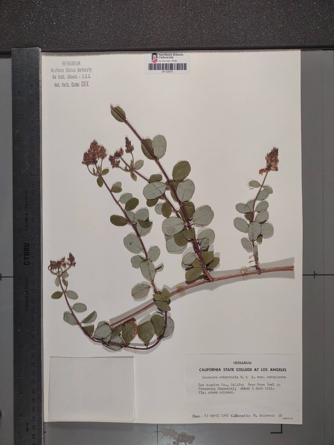 Lonicera subspicata var. subspicata image
