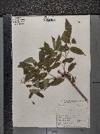 Sambucus racemosa subsp. racemosa image