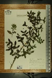 Lonicera morrowii image