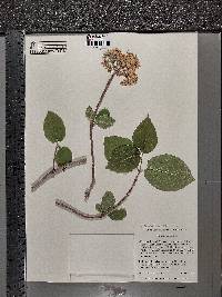 Viburnum lantana image