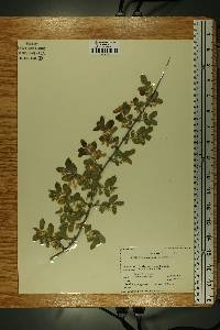 Lonicera xylosteum image