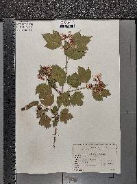 Viburnum opulus image