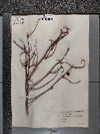 Viburnum trilobum image