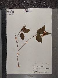 Viburnum rafinesqueanum image