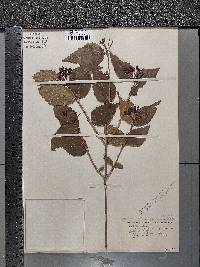 Viburnum rafinesqueanum image