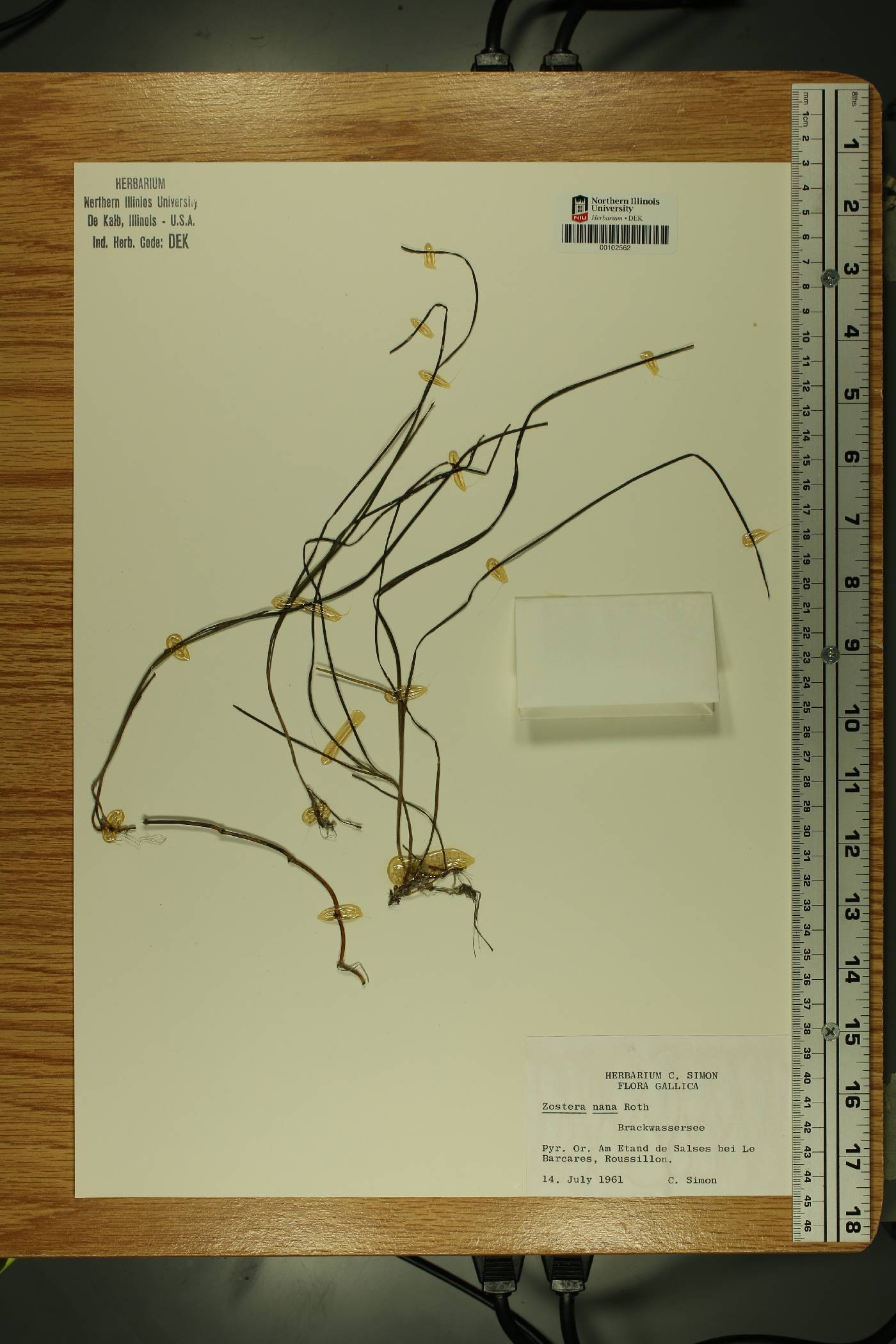 Zostera noltii image