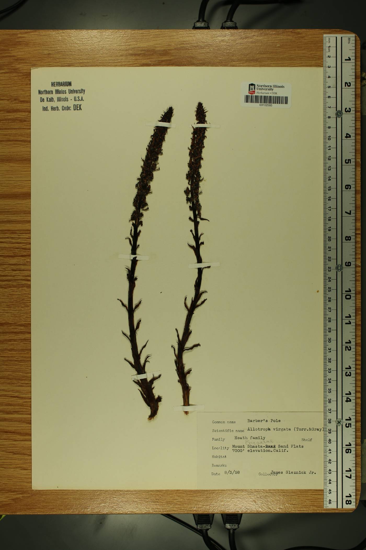 Allotropa virgata image