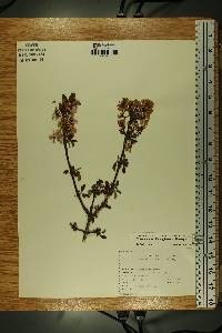 Viburnum fragrans image