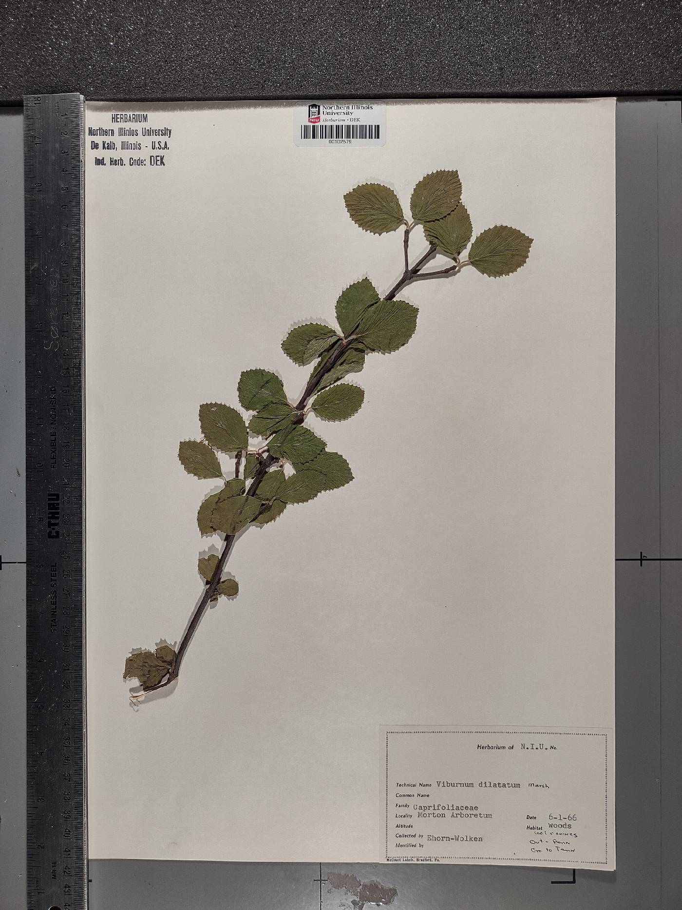 Viburnum hupehense image