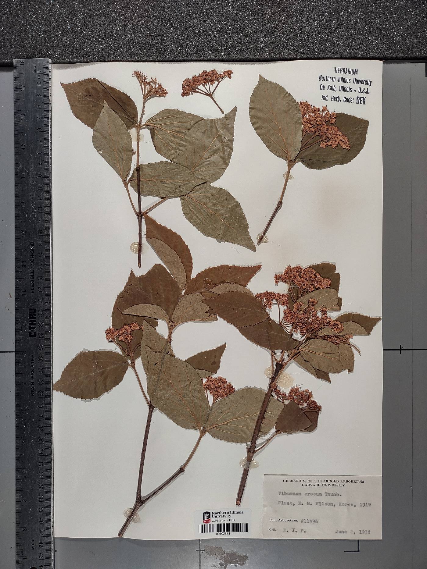 Viburnum erosum image